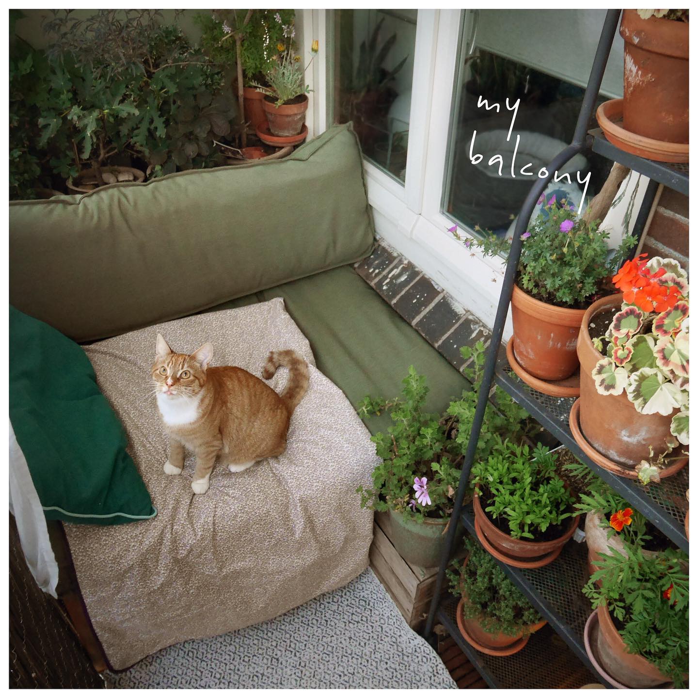 At the end of the day, if the weather is even a little bit kind, i love to unwind on my balcony. I am lucky that the garden in my block is quite peaceful (by Amsterdam measures)

One issue, if i even get up for a minute, there is always a cat ready to steal my spot on the sofa.