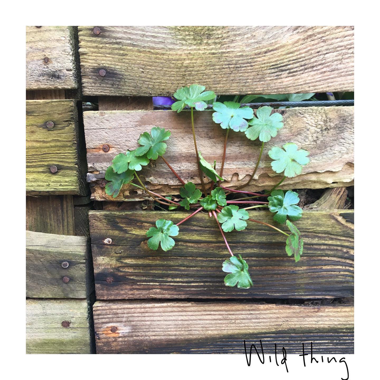 i love plants!

How they will tell you where the want to grow, if they are happy with how you potted them, wether they like the amount of sun they are getting.

This little guy decided to just pop up on the side of a plantbox, and i am letting him stay.