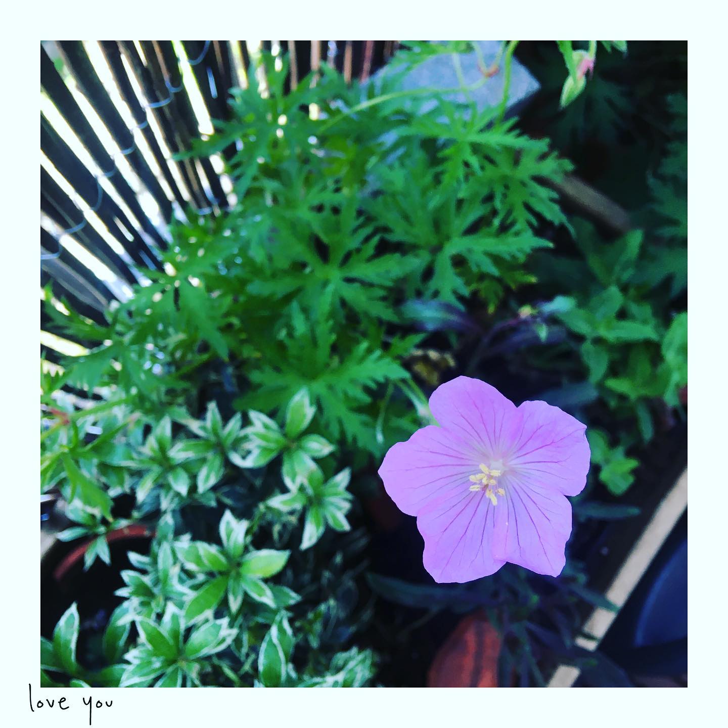 Ooievaarsbek, Geranium, Cranesbill. 
They come in different colours and shapes and i love them! They are slightly excentric, very strong, can survive a dutch winter. Plus, just look at that flower...need i say more?