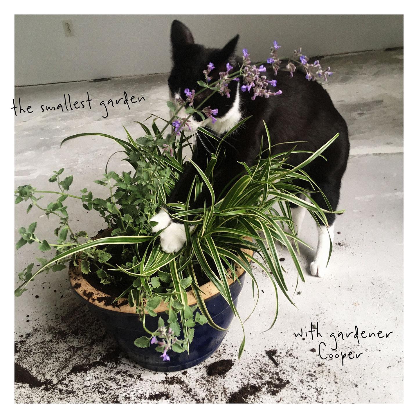 This house warming gift was a succes! A tiny catfriendly garden for @super_cooper_the_cat . Though it remains to be seen if his gardening skills are very plant friendly 😸💚